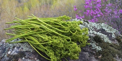 Kako kuhati slanu paprat kod kuće